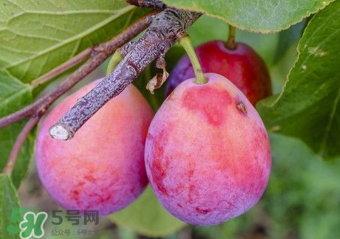西梅可以和葡萄一起吃嗎？西梅的食用功效有哪些？