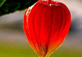 紅姑娘能治療糖尿病嗎？紅姑娘能治什么??？