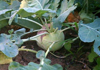 苤藍(lán)什么季節(jié)種植？苤藍(lán)什么時(shí)候采收