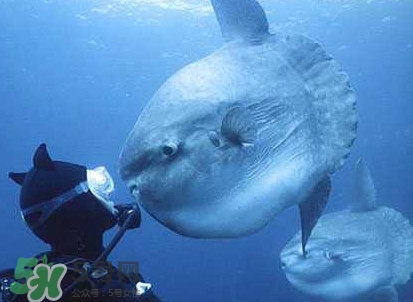 翻車魚是什么魚？翻車魚為什么叫翻車魚