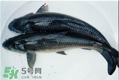 鯇魚和草魚哪個好吃？鯇魚和草魚的區(qū)別