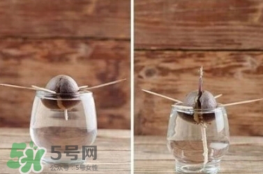 牛油果核能吃嗎？牛油果核怎么種盆栽？