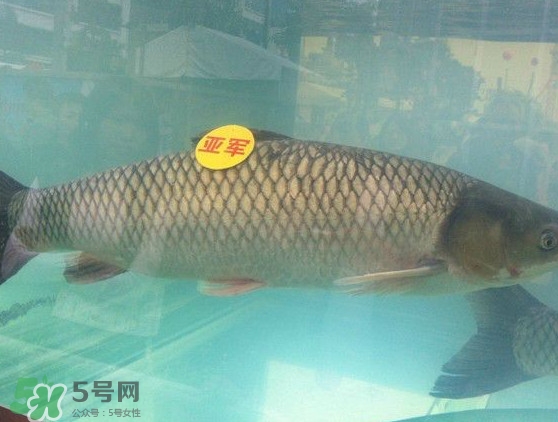 脆肉鯇是什么魚？脆肉鯇口感為什么是脆的