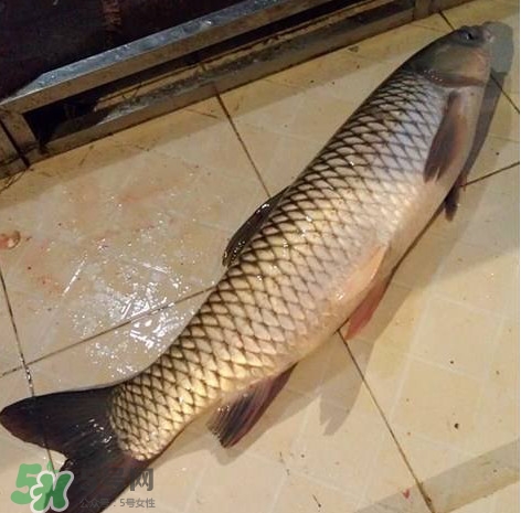 脆肉鯇多少錢一斤？脆肉鯇什么時候上市