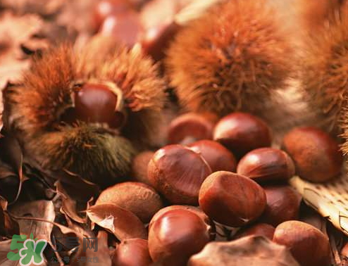 板栗為什么容易生蟲？板栗長蟲怎么辦？