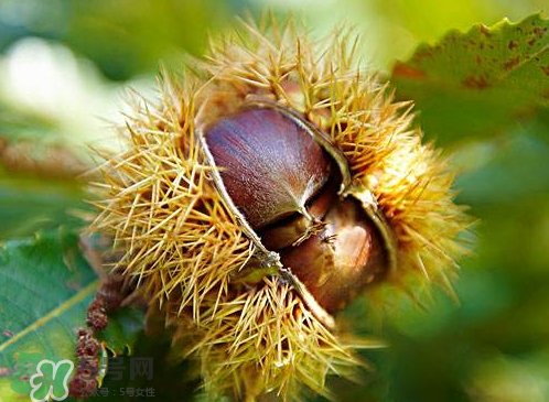 板栗為什么容易生蟲？板栗長蟲怎么辦？