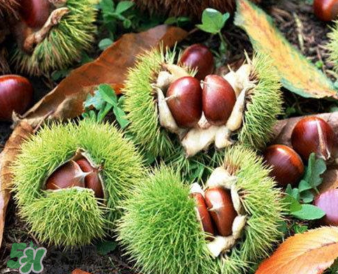 板栗為什么苦？板栗苦的能吃嗎？