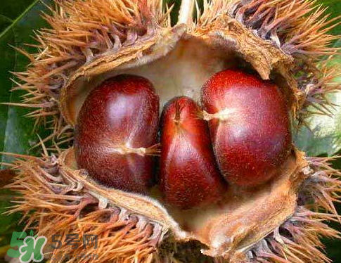 板栗為什么苦？板栗苦的能吃嗎？