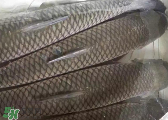 脆肉鯇怎么保存？脆肉鯇放冰箱冷藏好還是冷凍好？