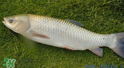 怎樣區(qū)分脆肉鯇和普通鯇魚？脆肉鯇有什么營養(yǎng)價(jià)值？