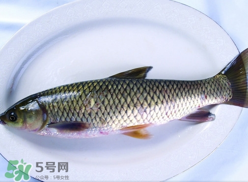 鯇魚是什么魚？鯇魚是怎樣來的