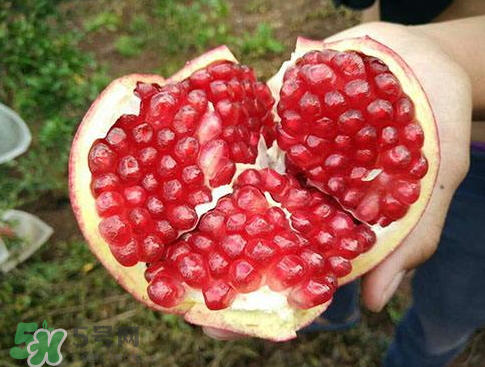 軟籽石榴什么時候成熟？軟籽石榴幾月份成熟？