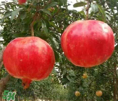 軟籽石榴什么時候成熟？軟籽石榴幾月份成熟？