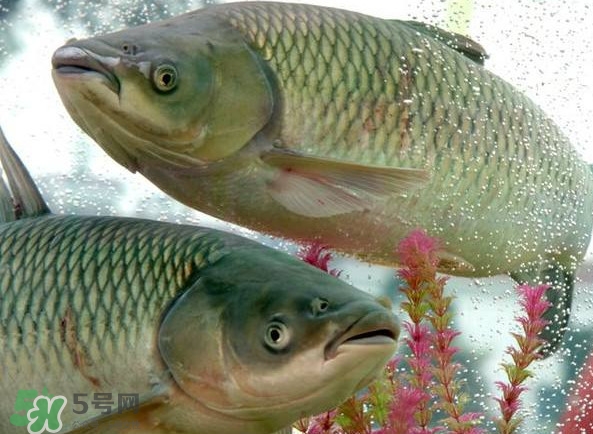 脆肉鯇吃什么的？脆肉鯇和皖魚有什么區(qū)別