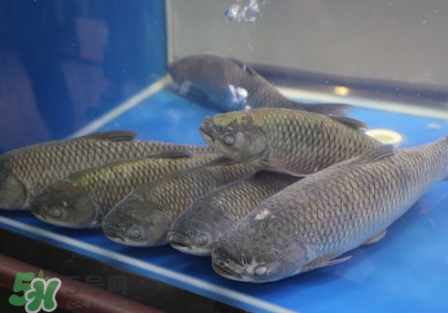 釣鯇魚用什么魚餌？鯇魚怎么做好吃