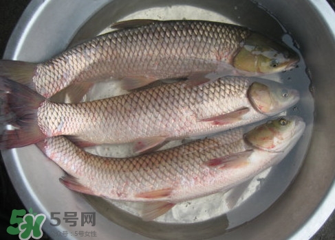 鯇魚是什么魚？鯇魚是怎樣來的