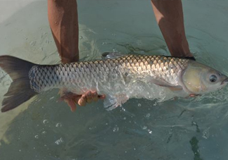 在北方能不能養(yǎng)殖脆肉鯇？脆肉鯇最早什么時(shí)候出現(xiàn)