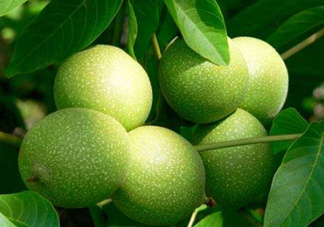 濕核桃孕婦可以吃嗎？孕婦吃新鮮濕核桃還是干核桃好？