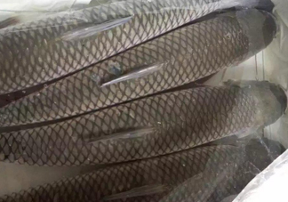 脆肉鯇怎么保存？脆肉鯇放冰箱冷藏好還是冷凍好？