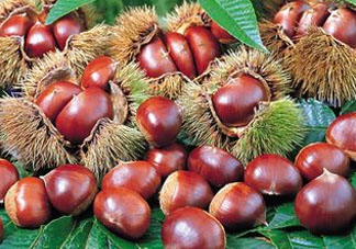 板栗為什么苦？板栗苦的能吃嗎？