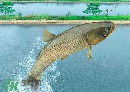 脆肉鯇多少錢一斤？脆肉鯇什么時候上市