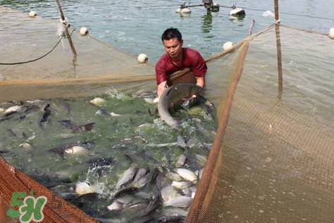 孕婦能吃脆肉鯇嗎？脆肉鯇只有中山能養(yǎng)嗎