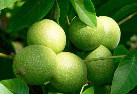 濕核桃孕婦可以吃嗎？孕婦吃新鮮濕核桃還是干核桃好？