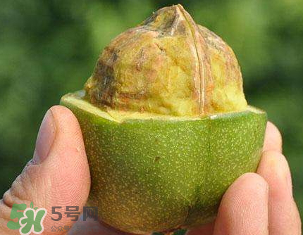 青皮核桃可以冷凍嗎？青皮核桃可以冷藏嗎？