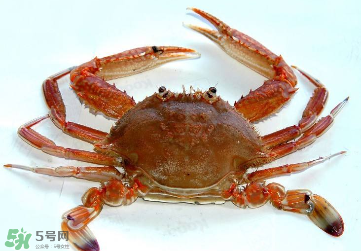 哪種螃蟹不能吃？什么樣的螃蟹不能吃？