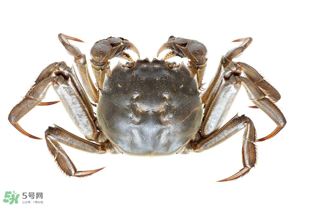 哪種螃蟹不能吃？什么樣的螃蟹不能吃？