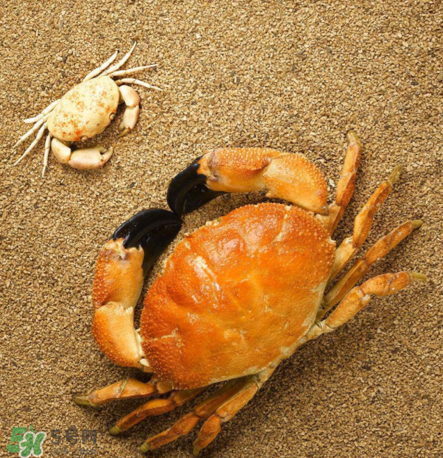 哪種螃蟹適合做香辣蟹？香辣蟹是用什么蟹做的？