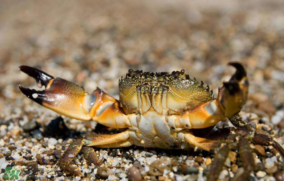 哪種螃蟹適合做香辣蟹？香辣蟹是用什么蟹做的？