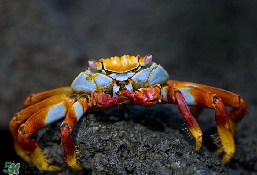 哪種螃蟹適合做香辣蟹？香辣蟹是用什么蟹做的？