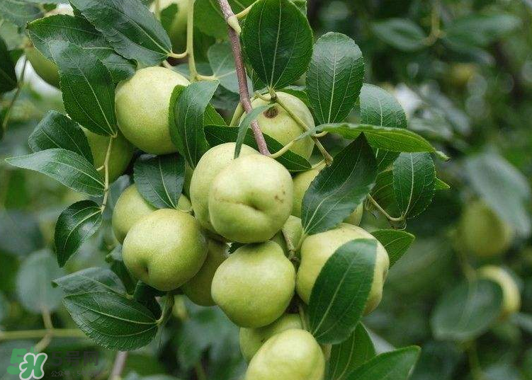 青棗是酸性還是堿性？