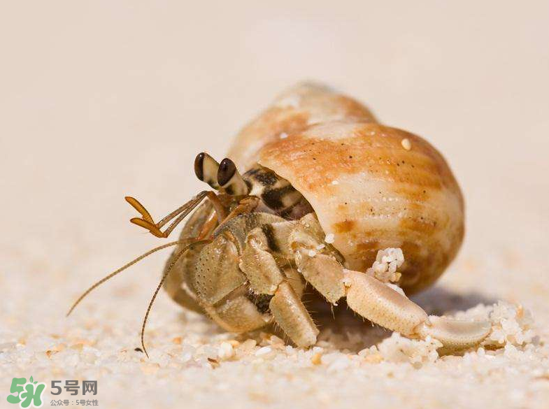 寄居蟹能吃嗎？寄居蟹怎么吃？