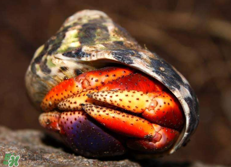 寄居蟹能吃嗎？寄居蟹怎么吃？