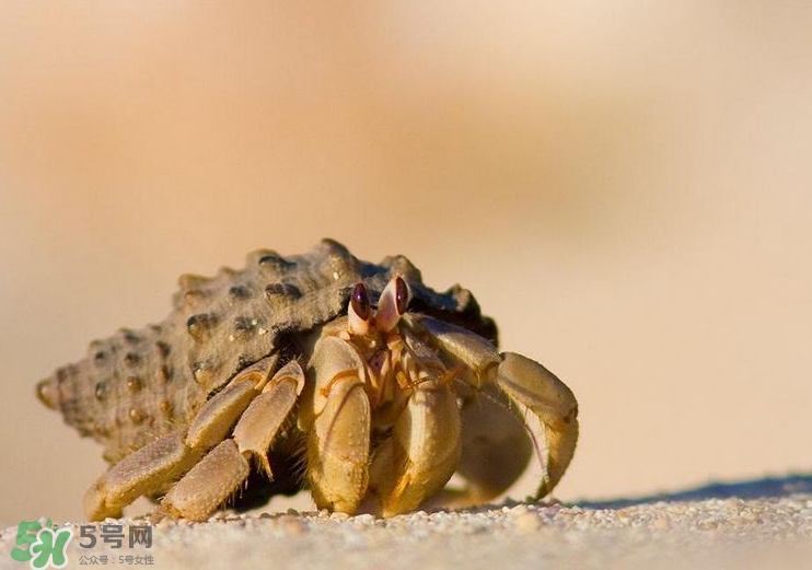 寄居蟹能吃嗎？寄居蟹怎么吃？