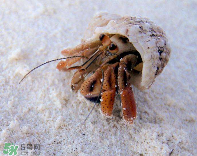 寄居蟹吃什么？寄居蟹怎么養(yǎng)？