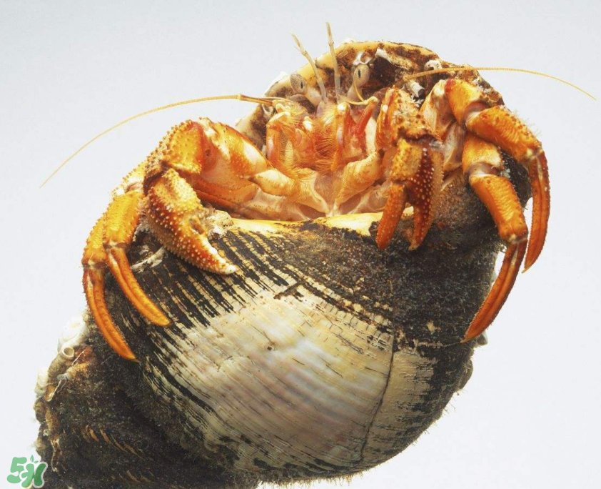 寄居蟹吃什么？寄居蟹怎么養(yǎng)？