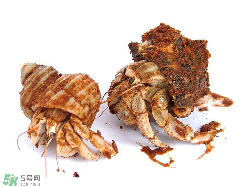 寄居蟹吃什么？寄居蟹怎么養(yǎng)？