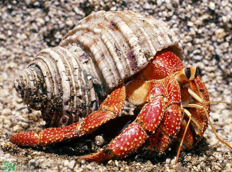 寄居蟹吃什么？寄居蟹怎么養(yǎng)？