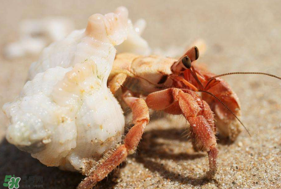 寄居蟹吃什么？寄居蟹怎么養(yǎng)？