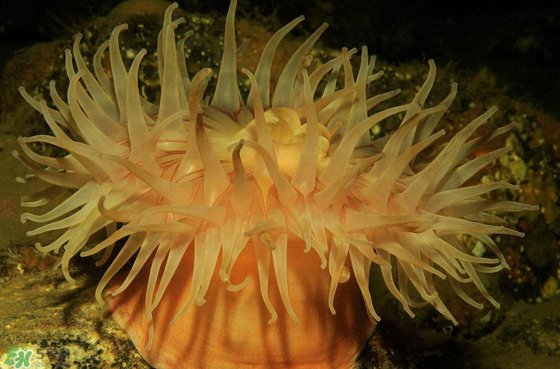 ?？艹詥?？海葵怎么吃？