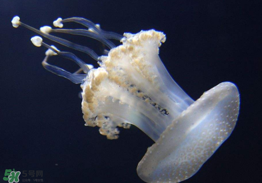 海蜇是生吃嗎？海蜇怎么吃？