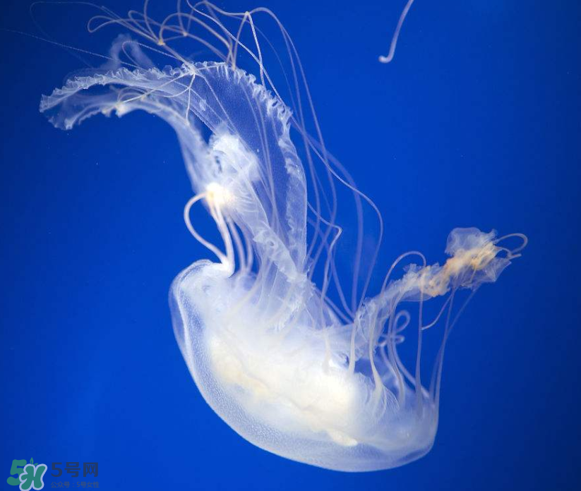 海蜇是生吃嗎？海蜇怎么吃？