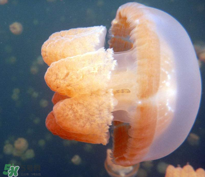 海蜇是生吃嗎？海蜇怎么吃？