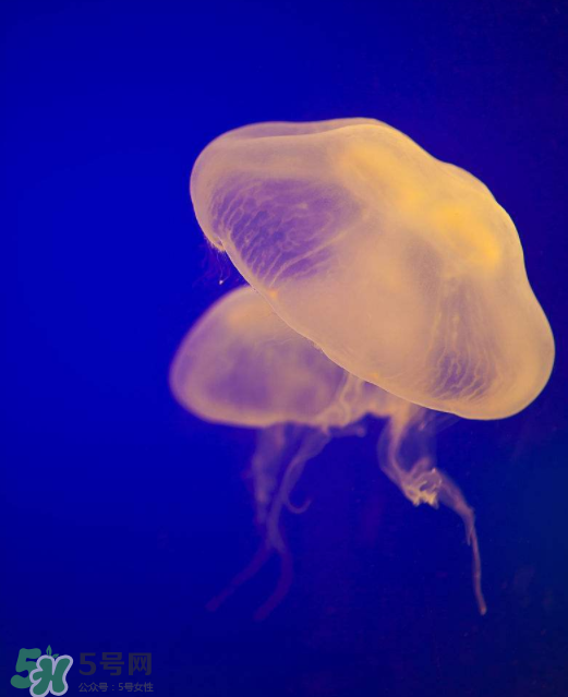 海蜇不能和什么一起吃？海蜇食用禁忌