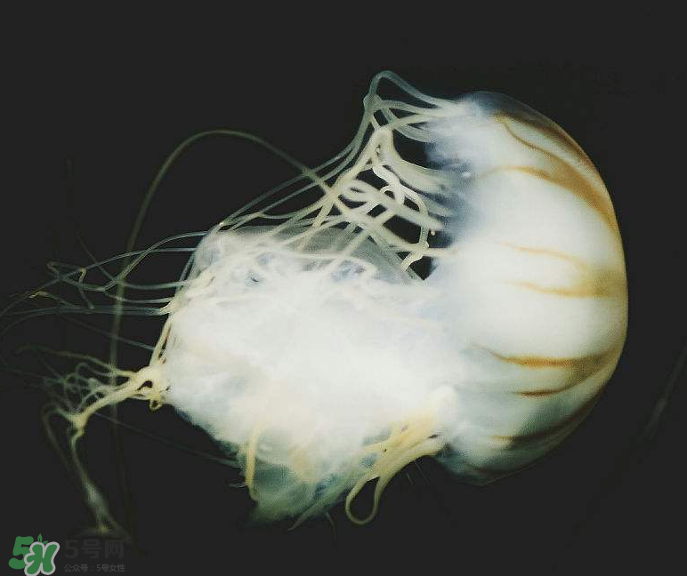 海蜇不泡能吃嗎？海蜇可以直接吃嗎？