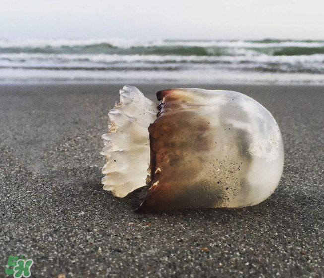 海蜇不泡能吃嗎？海蜇可以直接吃嗎？