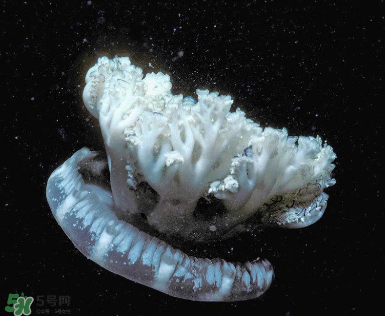 海蜇不泡能吃嗎？海蜇可以直接吃嗎？